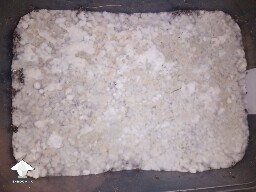 First time growing CVG (Natalensis) 68e7c5b28898e