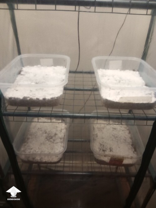 First time growing CVG (Natalensis) 68e7c5ac6faef