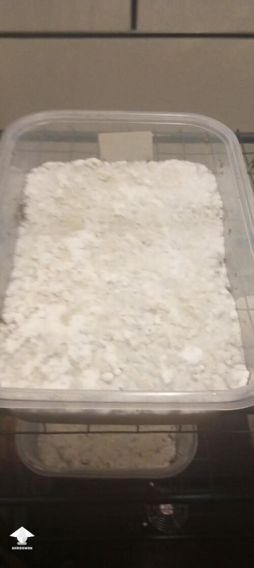 First time growing CVG (Natalensis) 68e7c5af4cbc6