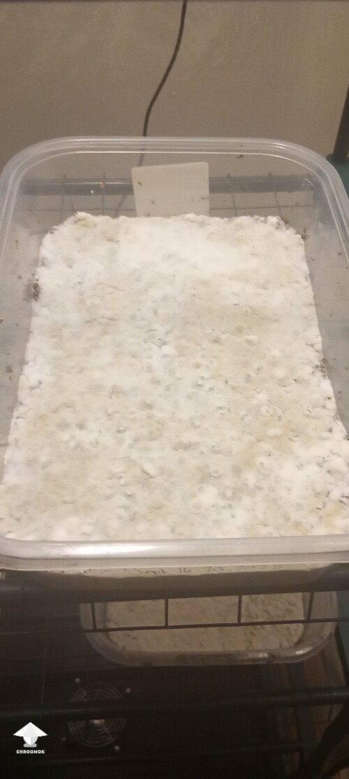 First time growing CVG (Natalensis) 68e7c5b0ea62c
