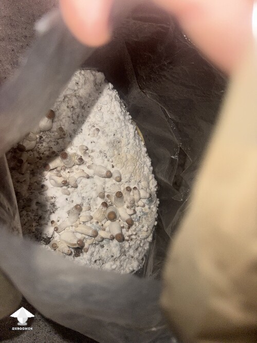 Thumbnail: Grow Bag problems 68ec13717161d