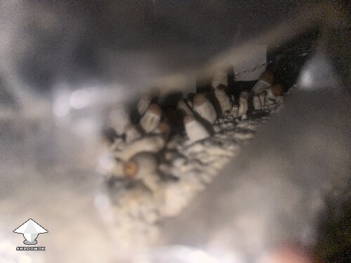 Thumbnail: Grow Bag problems 68ec13748c94f