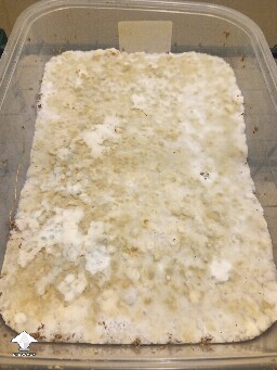 First time growing CVG (Natalensis) 68ecf07609ec9