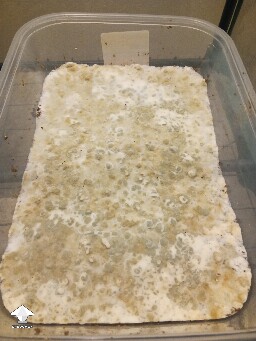 First time growing CVG (Natalensis) 68ecf0799230d