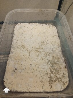 First time growing CVG (Natalensis) 68ecf08014527