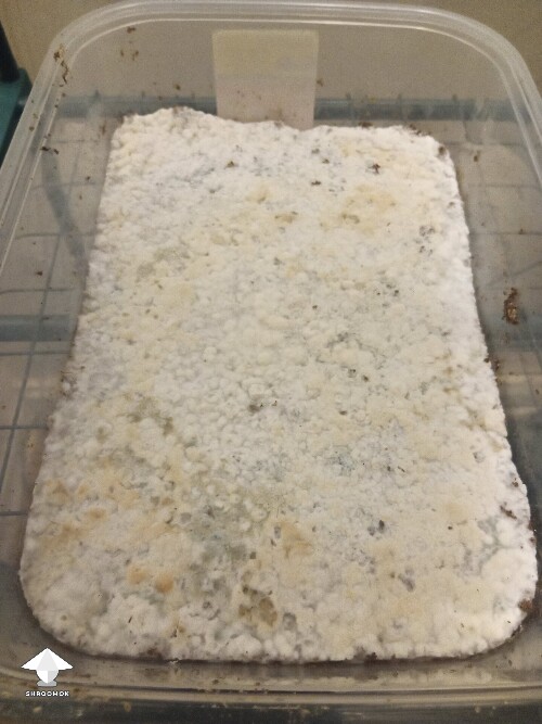First time growing CVG (Natalensis) 68ecf07ced839