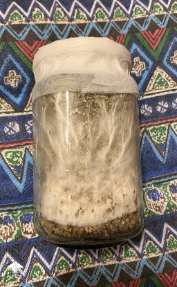 Mycelium won bacteria