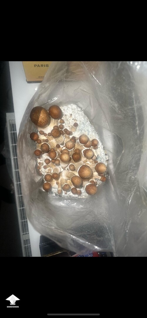 Thumbnail: Grow Bag problems 68f0067a79480