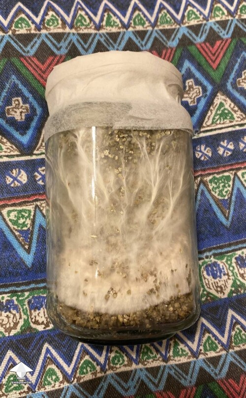 Mycelium won bacteria