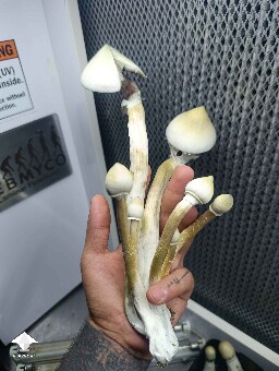 Albino A+ (AA+) fruiting - 3rd flush