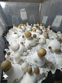 APE and PE mushrooms in one tub