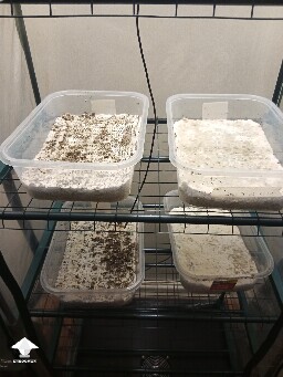 First time growing CVG (Natalensis) 68f06a6c5e609