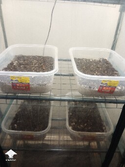 First time growing CVG (Natalensis) 68f06a762525f