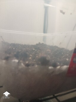 First time growing CVG (Natalensis) 68f06a7c3415c