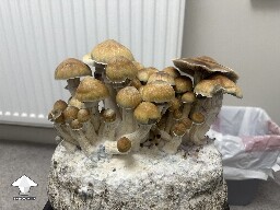 First grow ever - 1st flush Golden Teacher