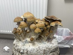 First ever Golden Teachers