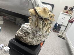 My first ever GT mushrooms