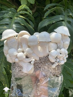 My new cross with Trinity mushroom strain #3