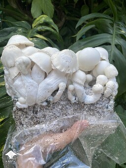 My new cross with Trinity shroom #4