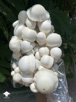 My new cross with Trinity mushroom strain
