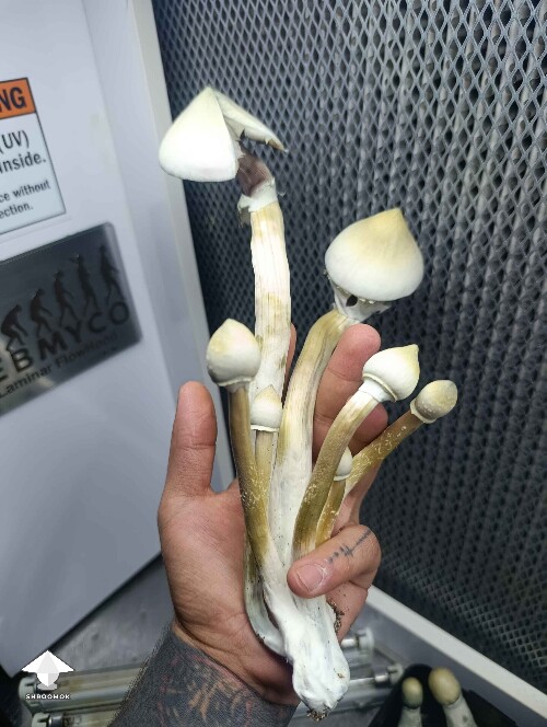 Albino A+ (AA+) fruiting - 3rd flush