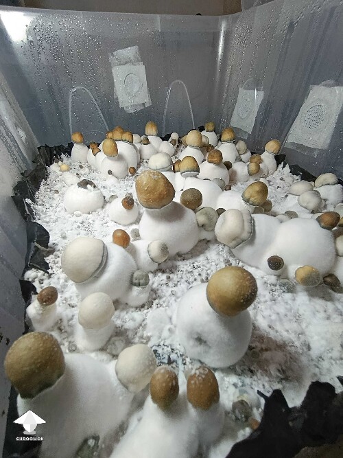 APE and PE mushrooms in one tub