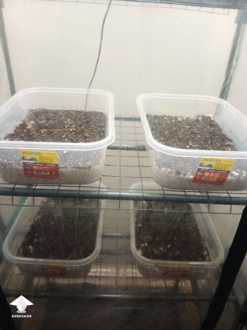 First time growing CVG (Natalensis) 68f06a762525f