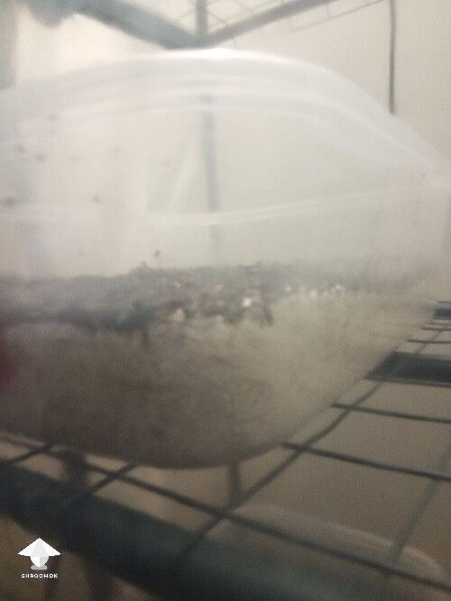 First time growing CVG (Natalensis) 68f06a791372e