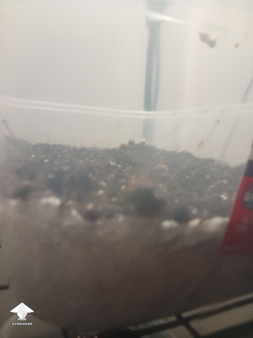 First time growing CVG (Natalensis) 68f06a7c3415c