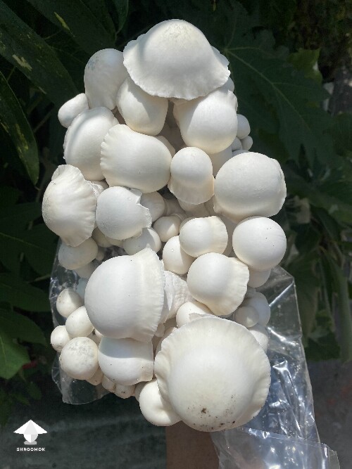My new cross with Trinity mushroom strain