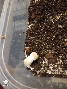 First time growing CVG (Natalensis) 68f1968c0e6d6