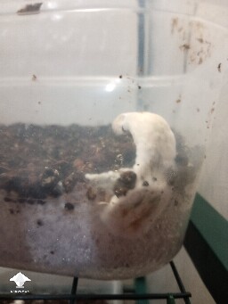 First time growing CVG (Natalensis) 68f1968f26819