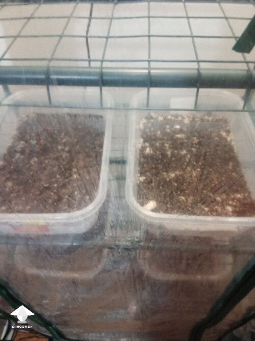 Thumbnail: First time growing CVG (Natalensis) 68f19688d217d