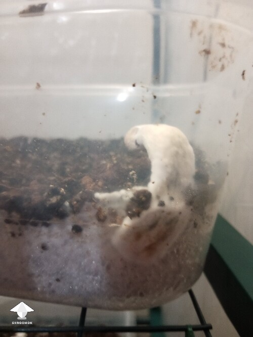 Thumbnail: First time growing CVG (Natalensis) 68f1968f26819