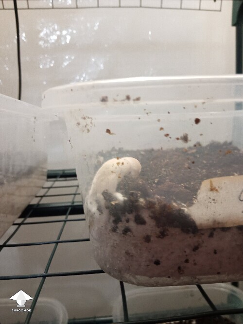 Thumbnail: First time growing CVG (Natalensis) 68f196924dfc6