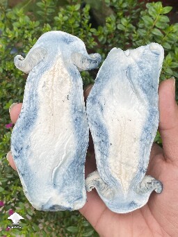 Inner world of APE mushroom