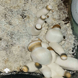 Crooked or bent mushrooms due to Dry Bubble disease aka Verticillium contamination