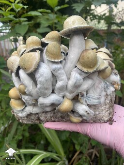 Cubensis Penis Envy for harvesting