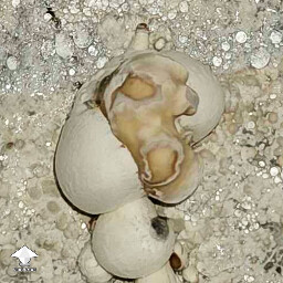 Deformed blob-like mushrooms - Dry Bubble disease