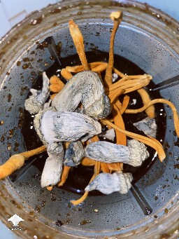 Dry APE mushrooms with Cordyceps in honey