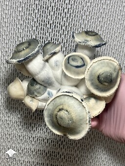 Harvested amazing cluster - APE mushrooms