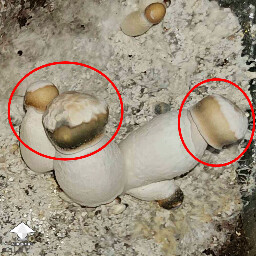 Mushroom caps contaminated by verticillium