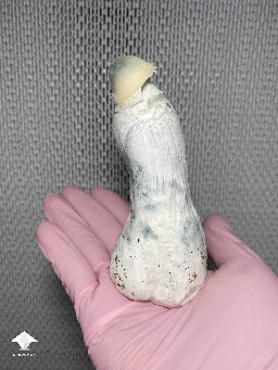 Not tiny at all - APE mushroom