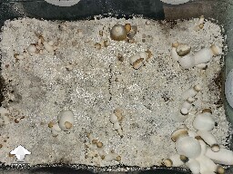 Penis Envy mutation or dry bubble disease verticillium