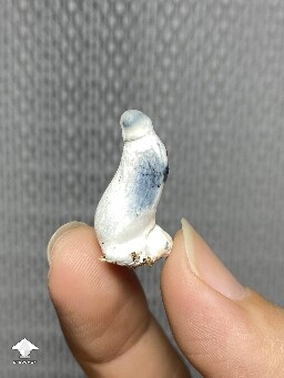 Tiny Albino Penis Envy shroom
