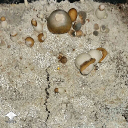 Verticillium mushroom contamination