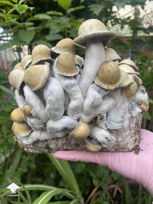 Cubensis Penis Envy for harvesting