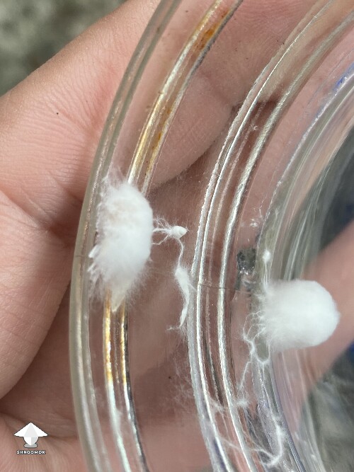 Little mushroom pin on agar