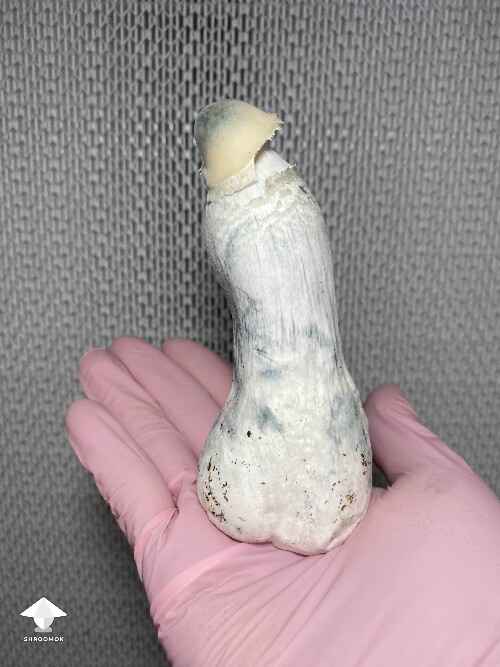 Not tiny at all - APE mushroom