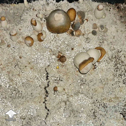 Verticillium mushroom contamination
